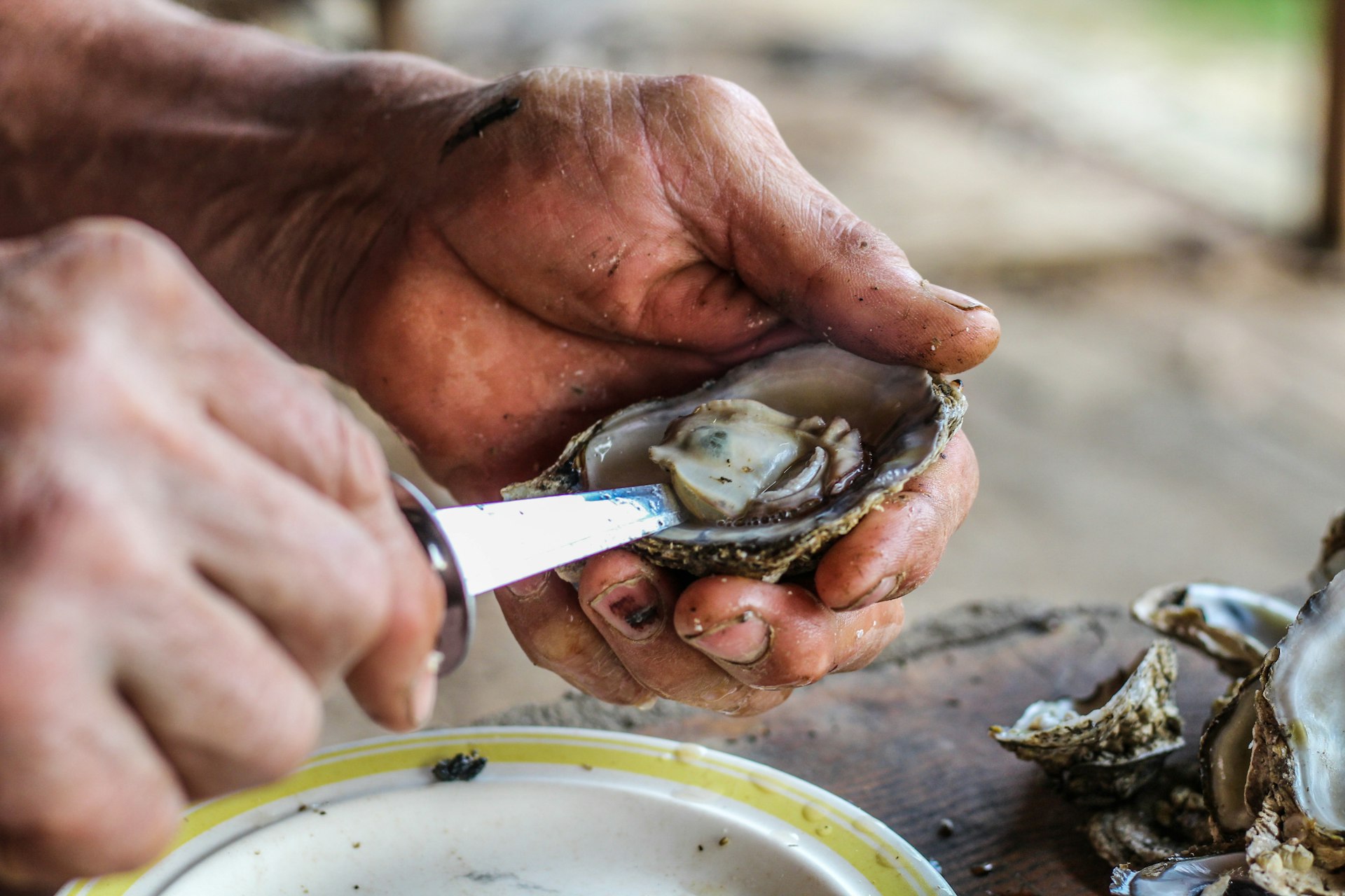 Selective focus closeup of a man's strong rough hands demonstrating how to shuck a Rappahannock River oyster with an oyster knife